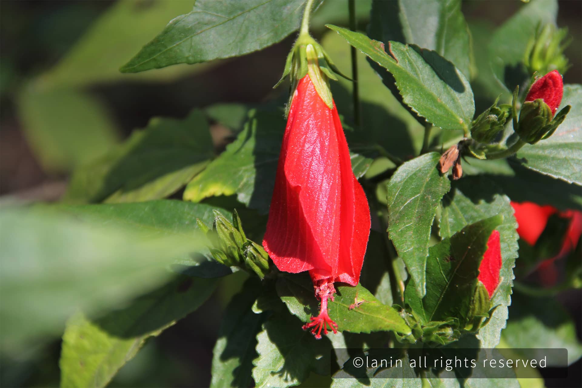 图片[19]-植物园里的花卉-趣玩吧-LANIN·BK 兰宁博客