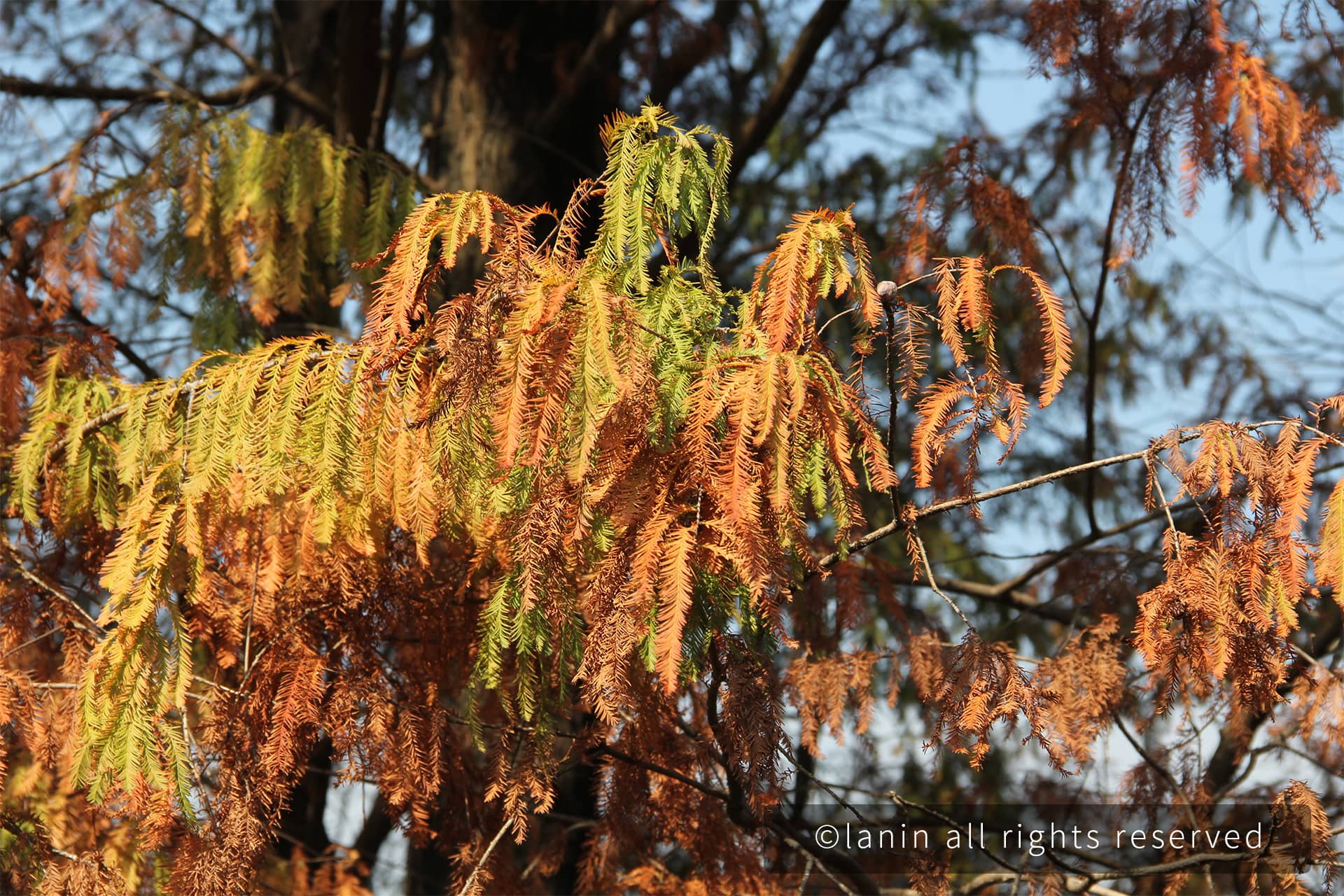 图片[63]-植物园里的植物-趣玩吧-LANIN·BK 兰宁博客
