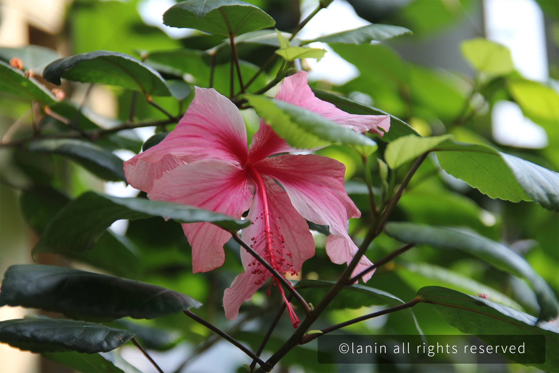 图片[17]-植物园里的花卉-趣玩吧-LANIN·BK 兰宁博客