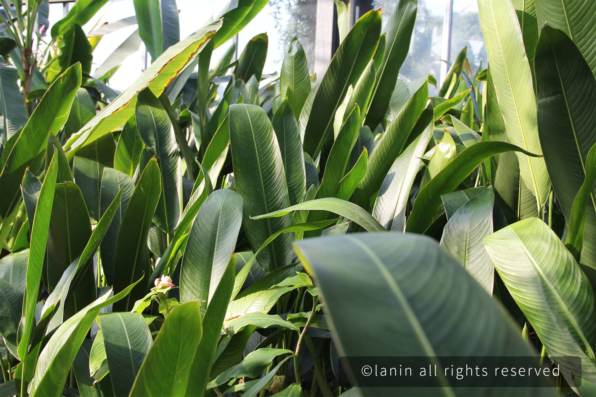 图片[28]-植物园里的植物-趣玩吧-LANIN·BK 兰宁博客