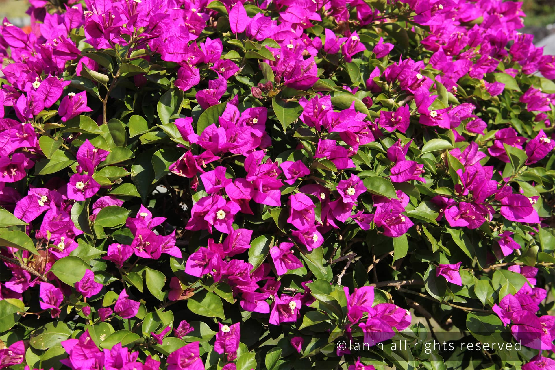 图片[21]-植物园里的花卉-趣玩吧-LANIN·BK 兰宁博客