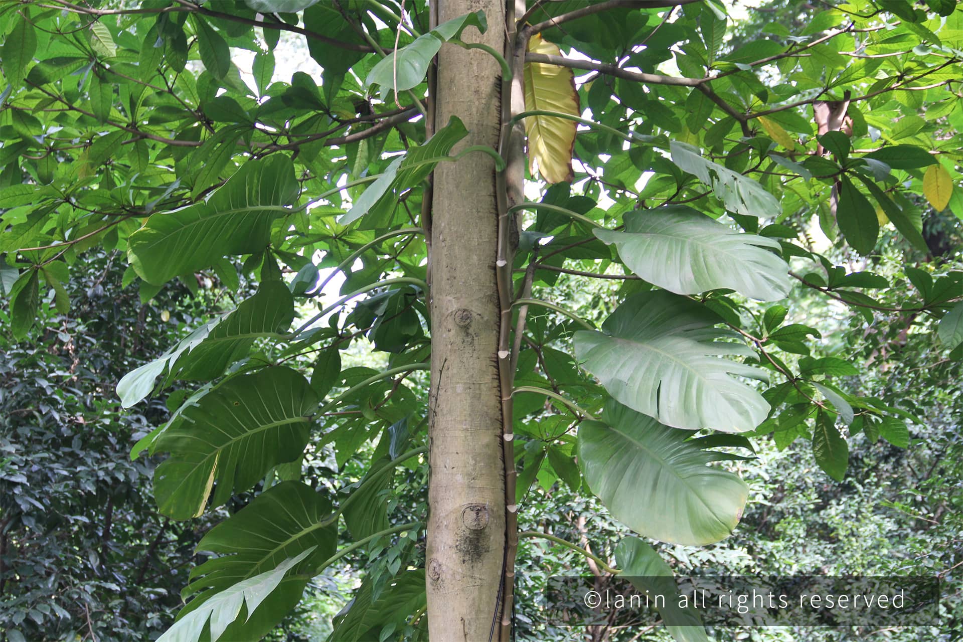 图片[25]-植物园里的植物-趣玩吧-LANIN·BK 兰宁博客