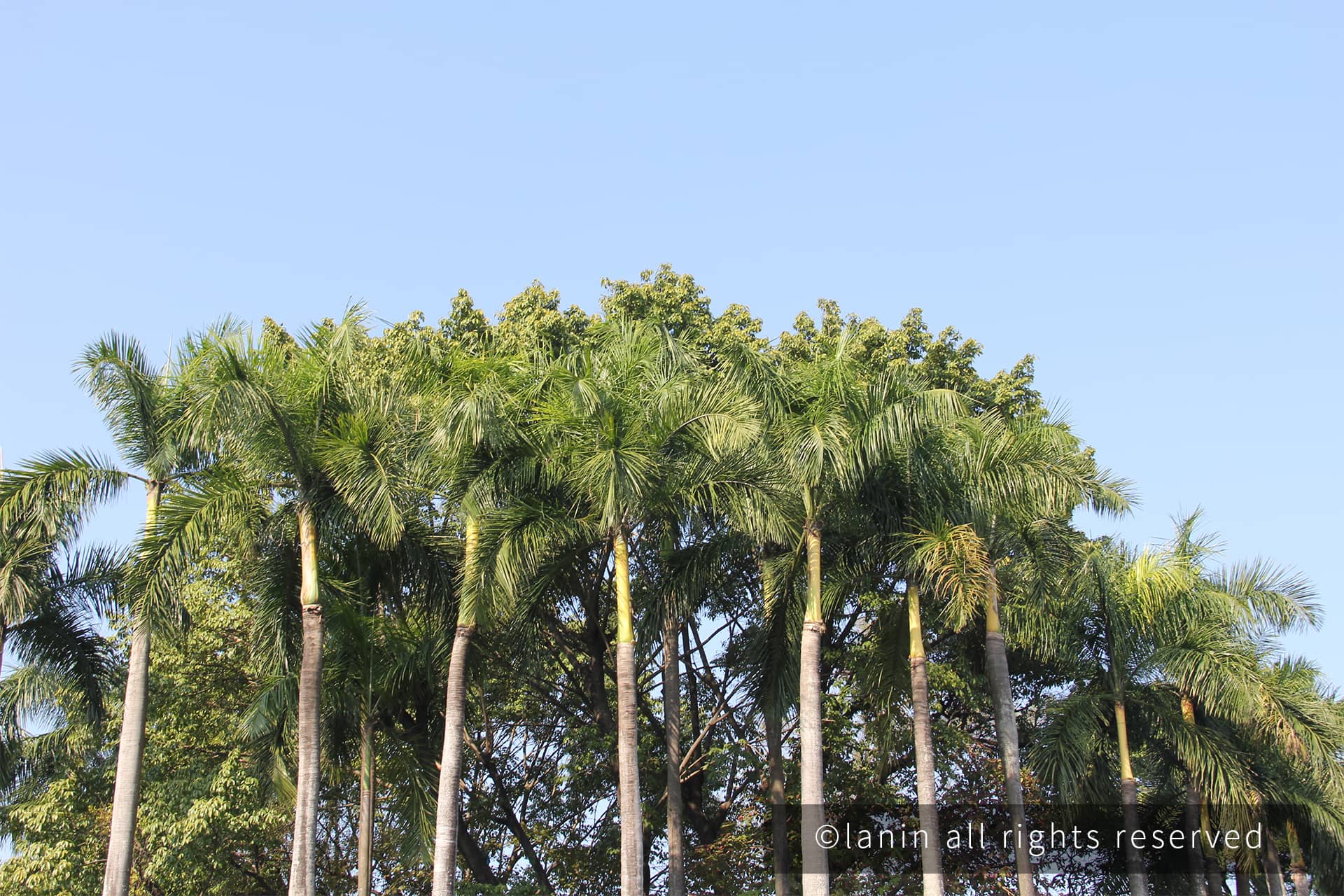 图片[6]-植物园里的植物-趣玩吧-LANIN·BK 兰宁博客
