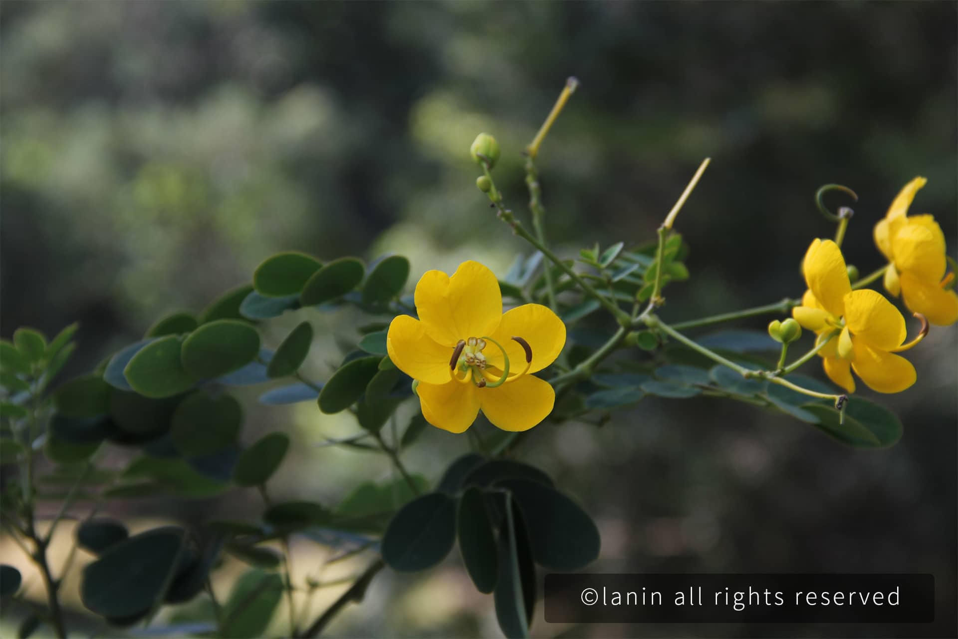 图片[5]-植物园里的花卉-趣玩吧-LANIN·BK 兰宁博客