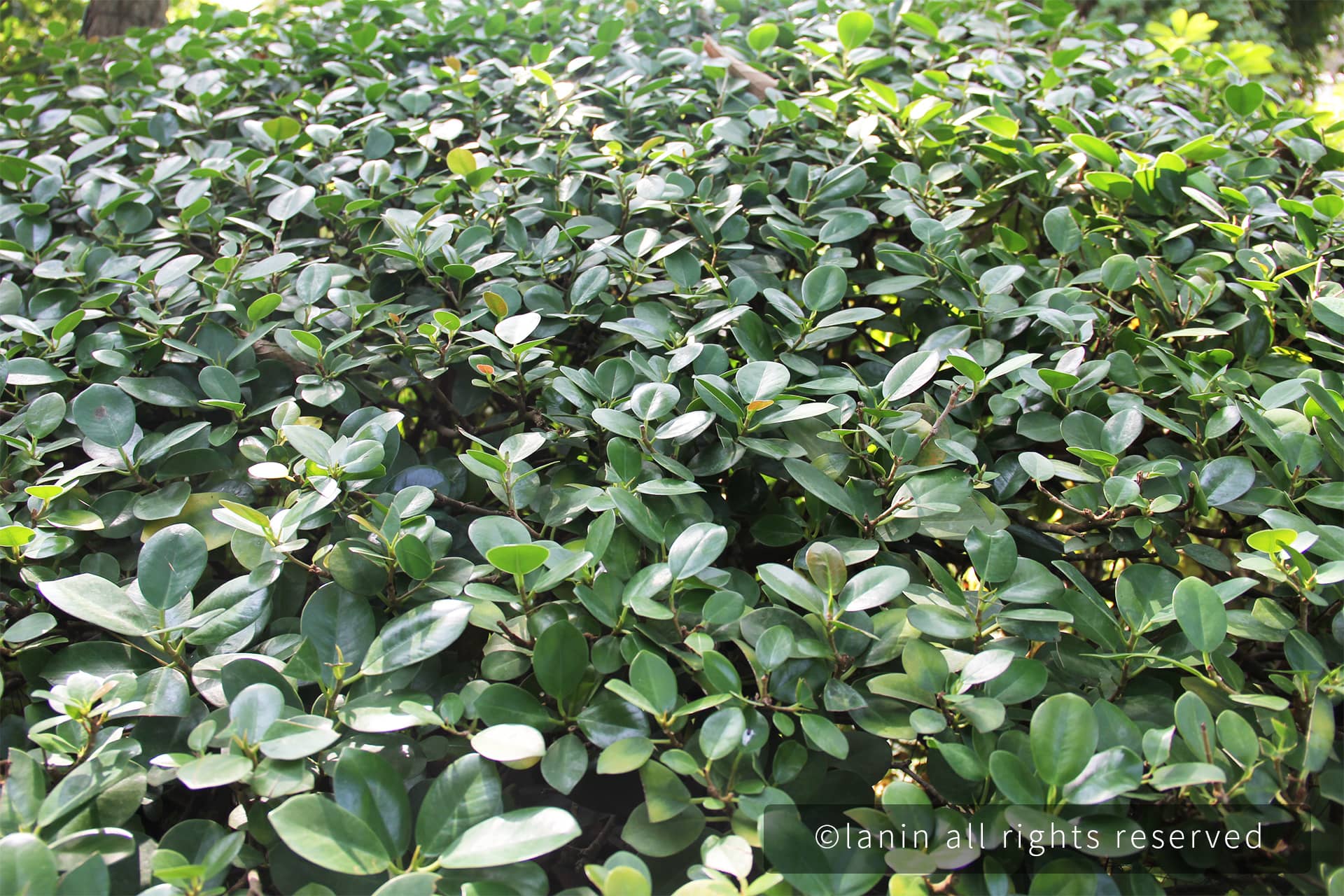 图片[45]-植物园里的植物-趣玩吧-LANIN·BK 兰宁博客