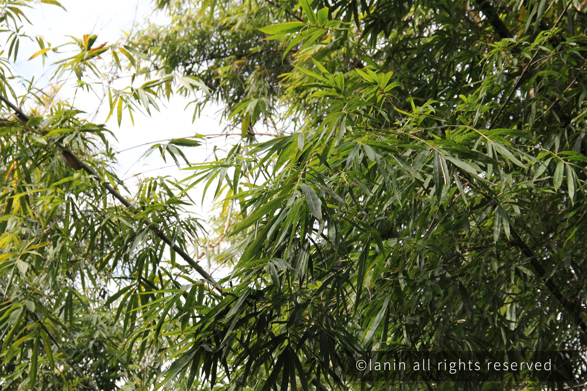 图片[47]-植物园里的植物-趣玩吧-LANIN·BK 兰宁博客