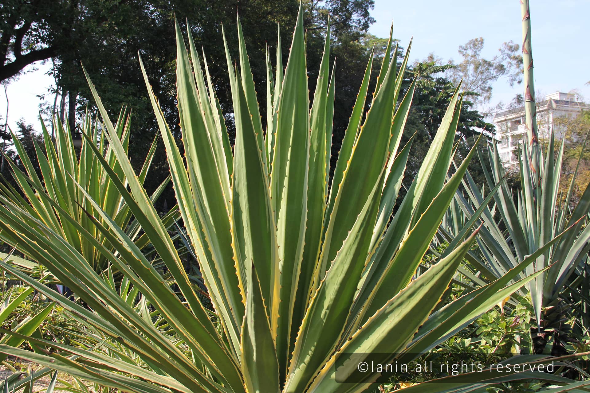 图片[37]-植物园里的植物-趣玩吧-LANIN·BK 兰宁博客