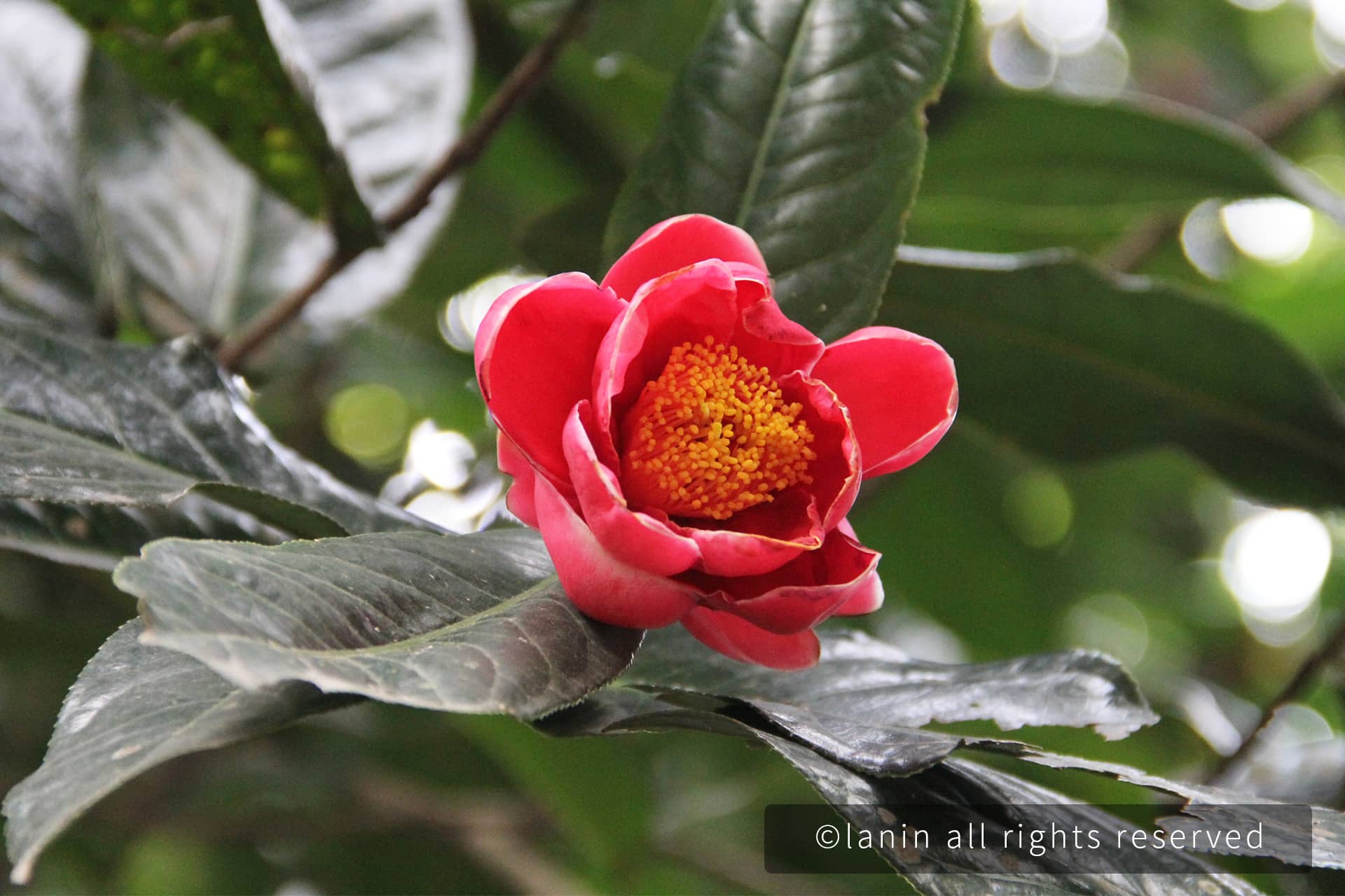 图片[20]-植物园里的花卉-趣玩吧-LANIN·BK 兰宁博客