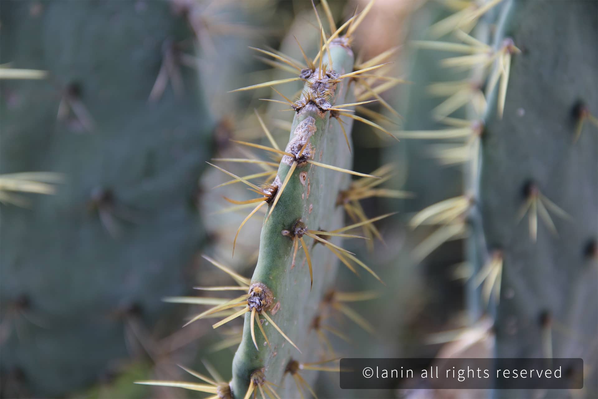 图片[67]-植物园里的植物-趣玩吧-LANIN·BK 兰宁博客