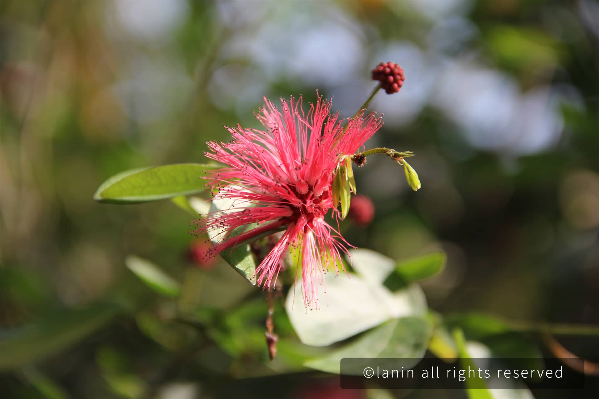 图片[10]-植物园里的花卉-趣玩吧-LANIN·BK 兰宁博客