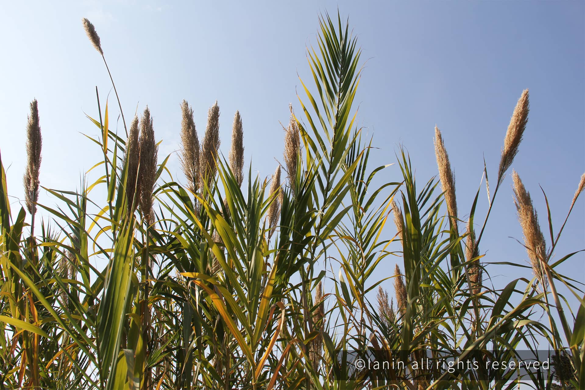 图片[66]-植物园里的植物-趣玩吧-LANIN·BK 兰宁博客