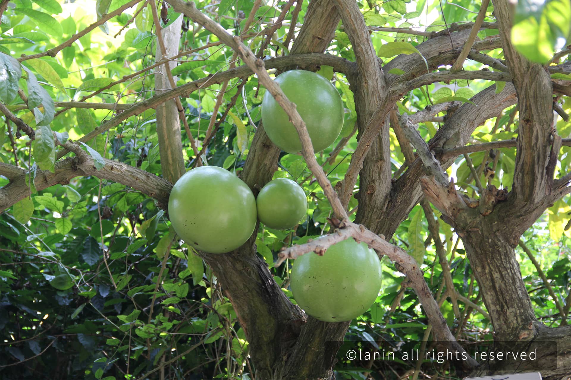 图片[77]-植物园里的植物-趣玩吧-LANIN·BK 兰宁博客