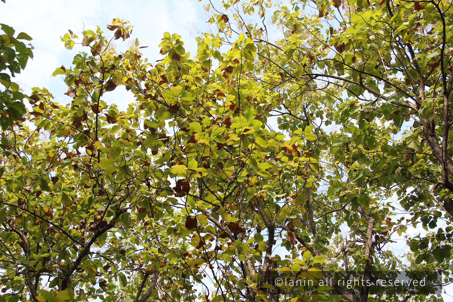 图片[59]-植物园里的植物-趣玩吧-LANIN·BK 兰宁博客