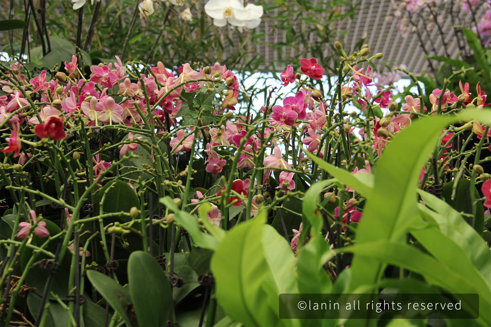 图片[22]-植物园里的花卉-趣玩吧-LANIN·BK 兰宁博客