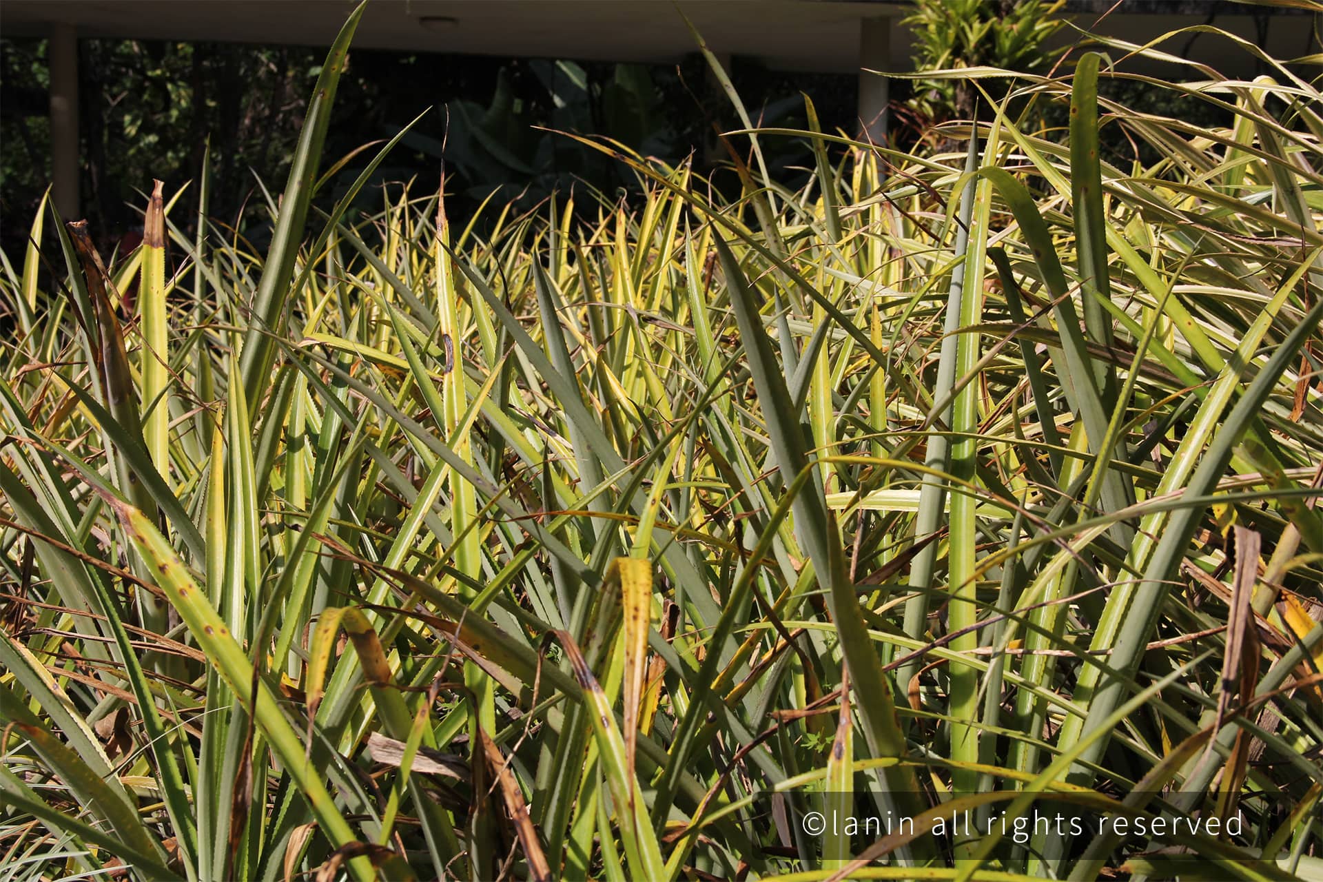 图片[38]-植物园里的植物-趣玩吧-LANIN·BK 兰宁博客