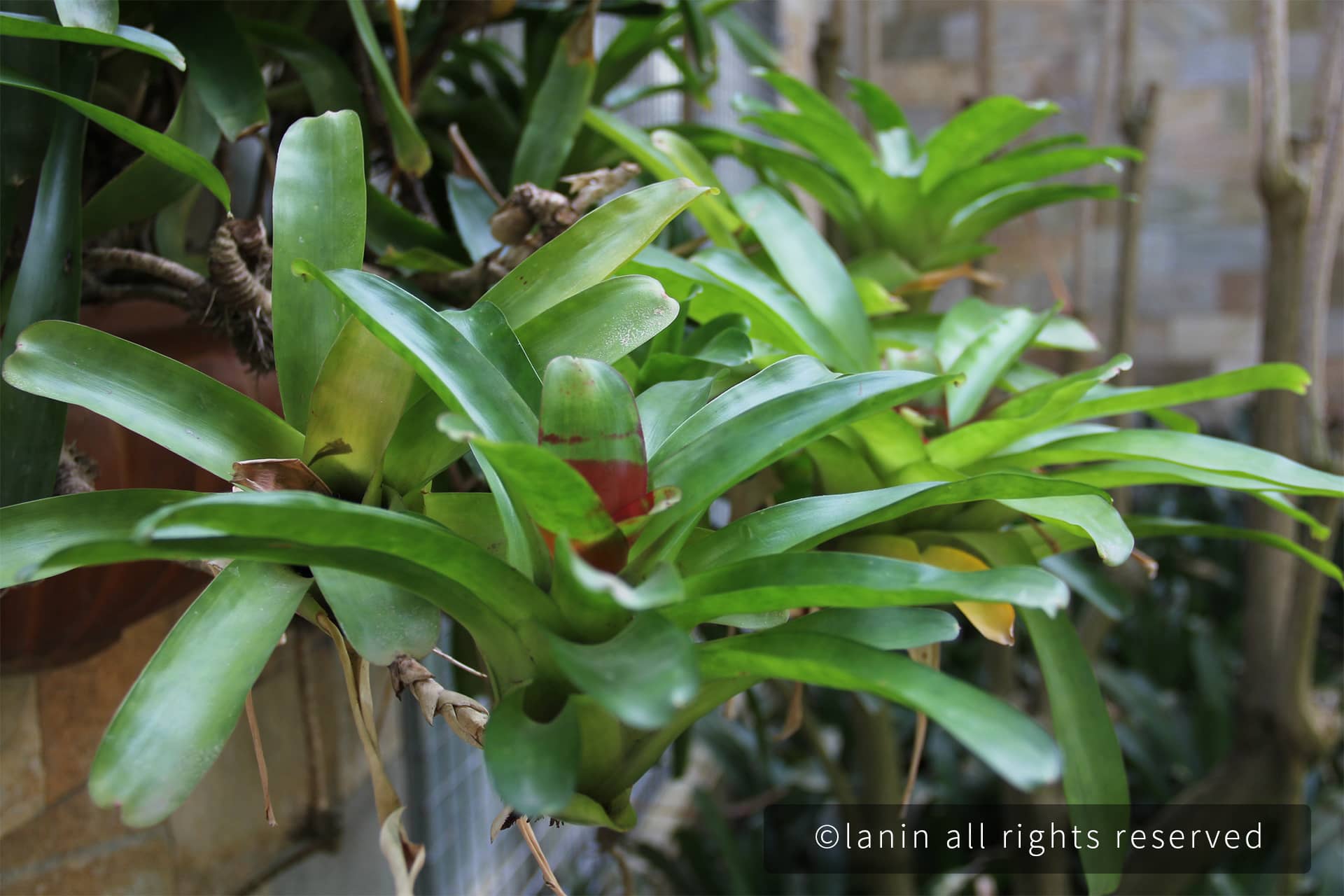 图片[12]-植物园里的植物-趣玩吧-LANIN·BK 兰宁博客