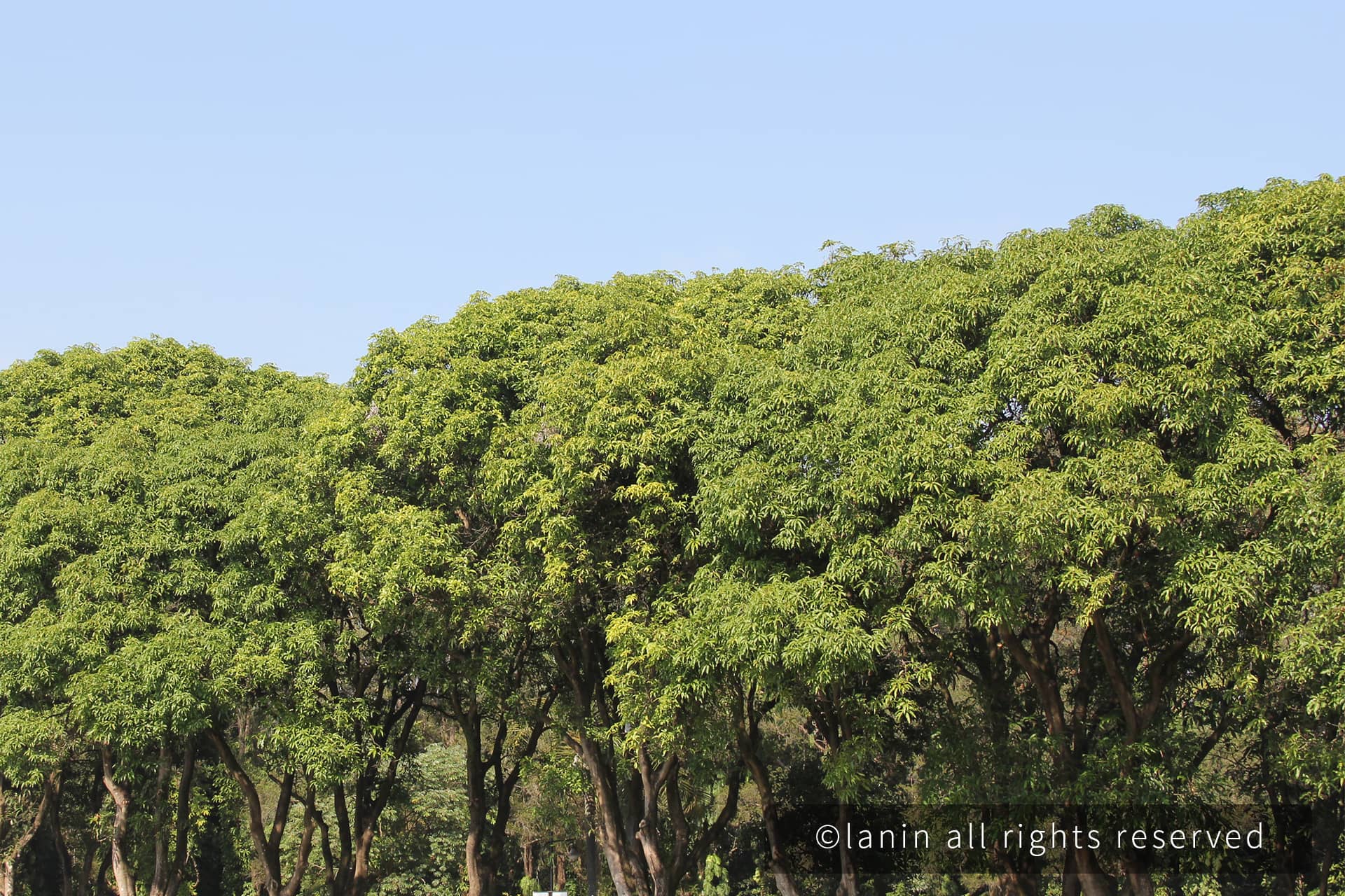 图片[56]-植物园里的植物-趣玩吧-LANIN·BK 兰宁博客