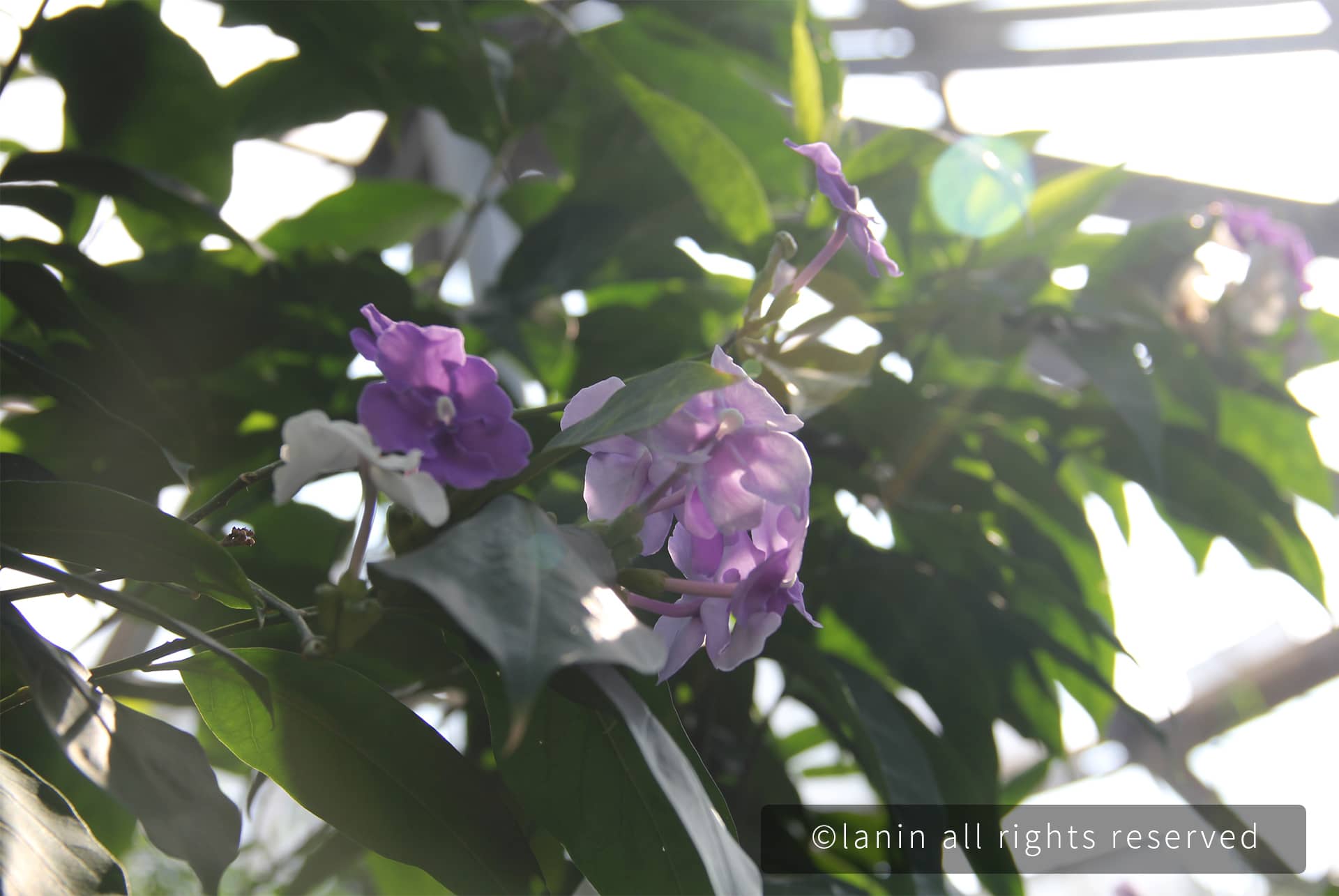 图片[12]-植物园里的花卉-趣玩吧-LANIN·BK 兰宁博客