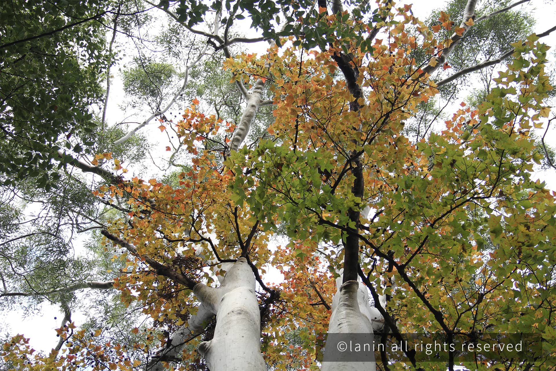 图片[60]-植物园里的植物-趣玩吧-LANIN·BK 兰宁博客