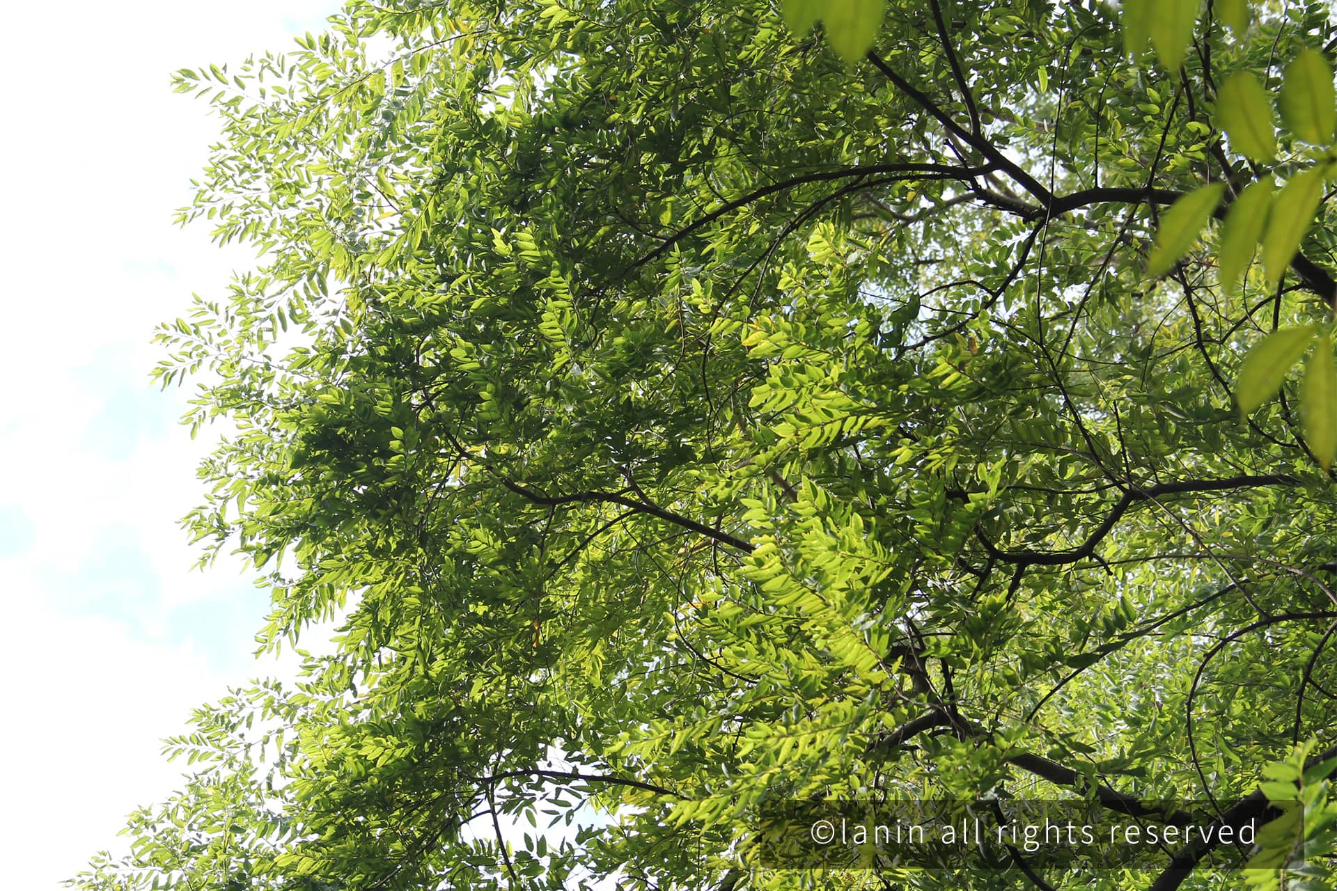 图片[57]-植物园里的植物-趣玩吧-LANIN·BK 兰宁博客