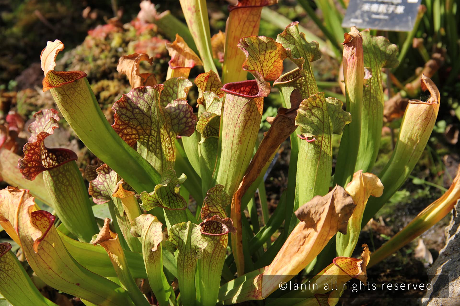 图片[40]-植物园里的植物-趣玩吧-LANIN·BK 兰宁博客