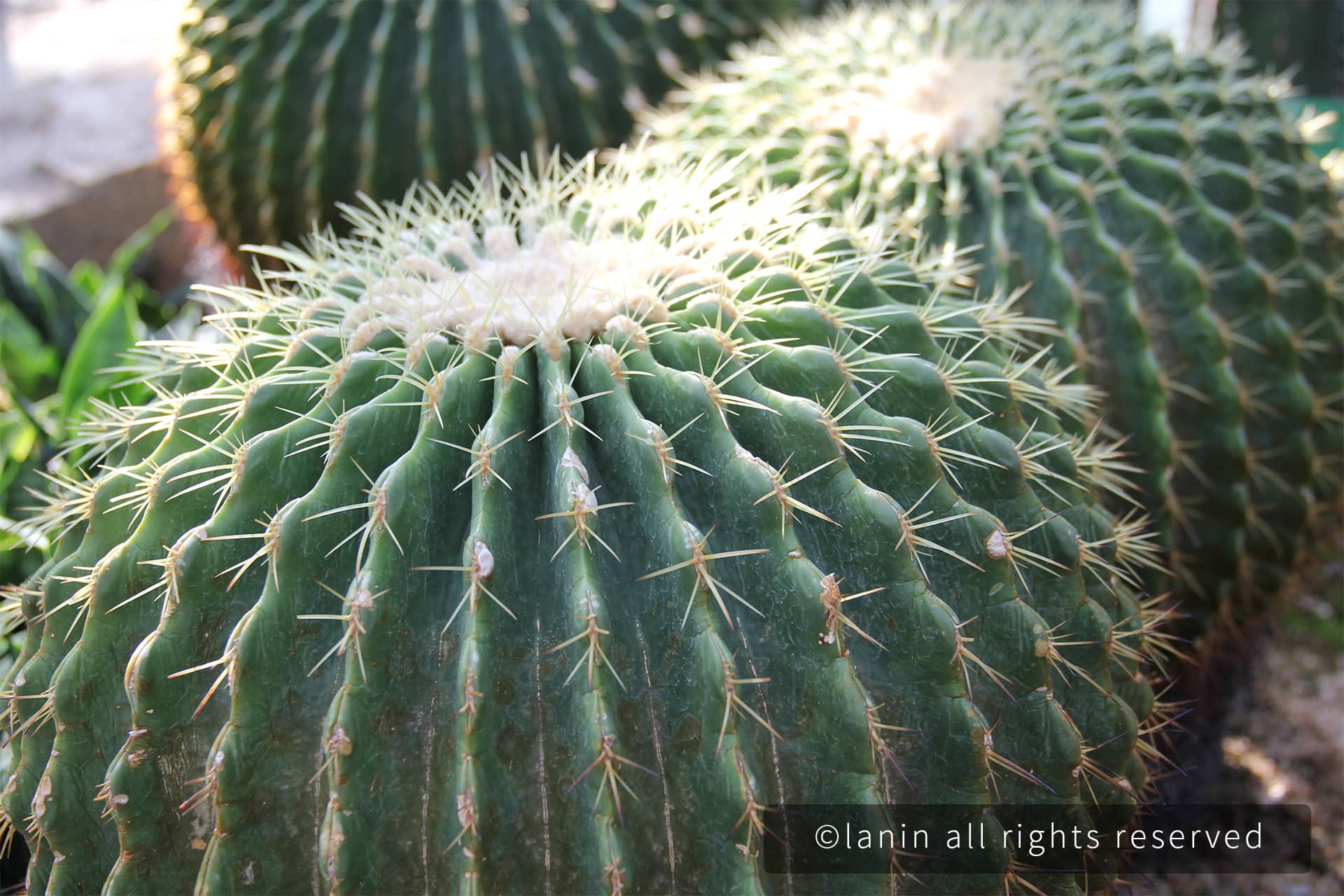 图片[69]-植物园里的植物-趣玩吧-LANIN·BK 兰宁博客