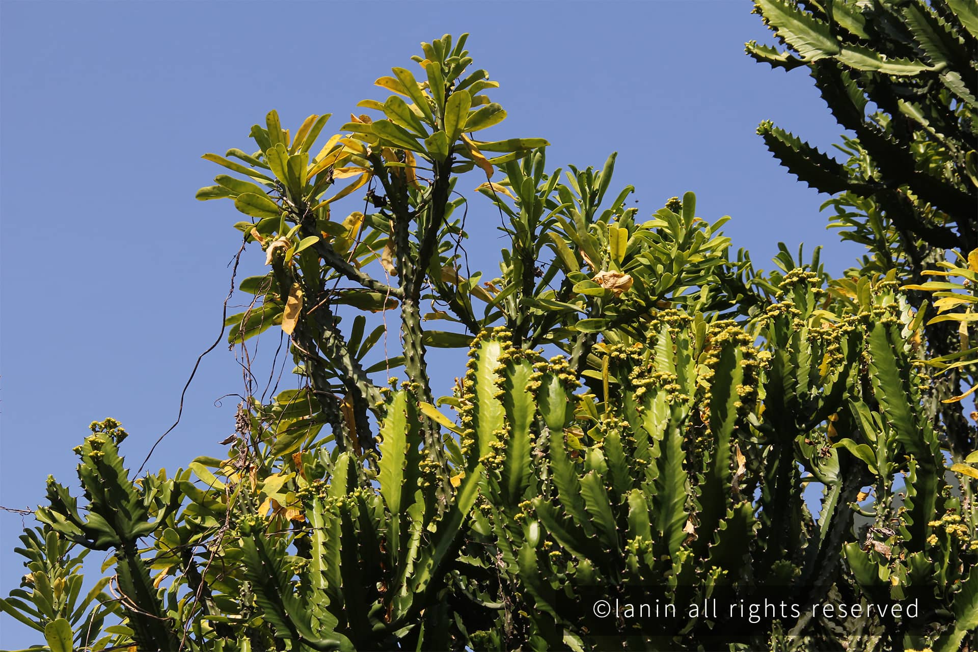 图片[70]-植物园里的植物-趣玩吧-LANIN·BK 兰宁博客