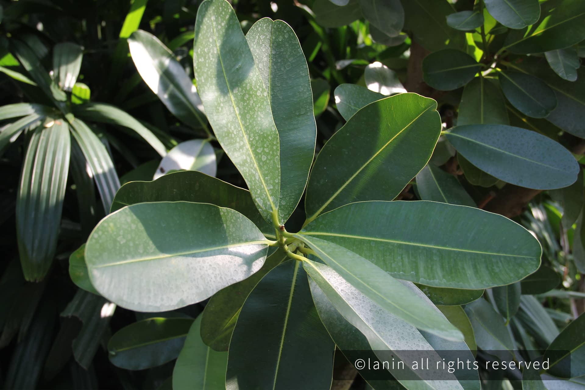 图片[14]-植物园里的植物-趣玩吧-LANIN·BK 兰宁博客