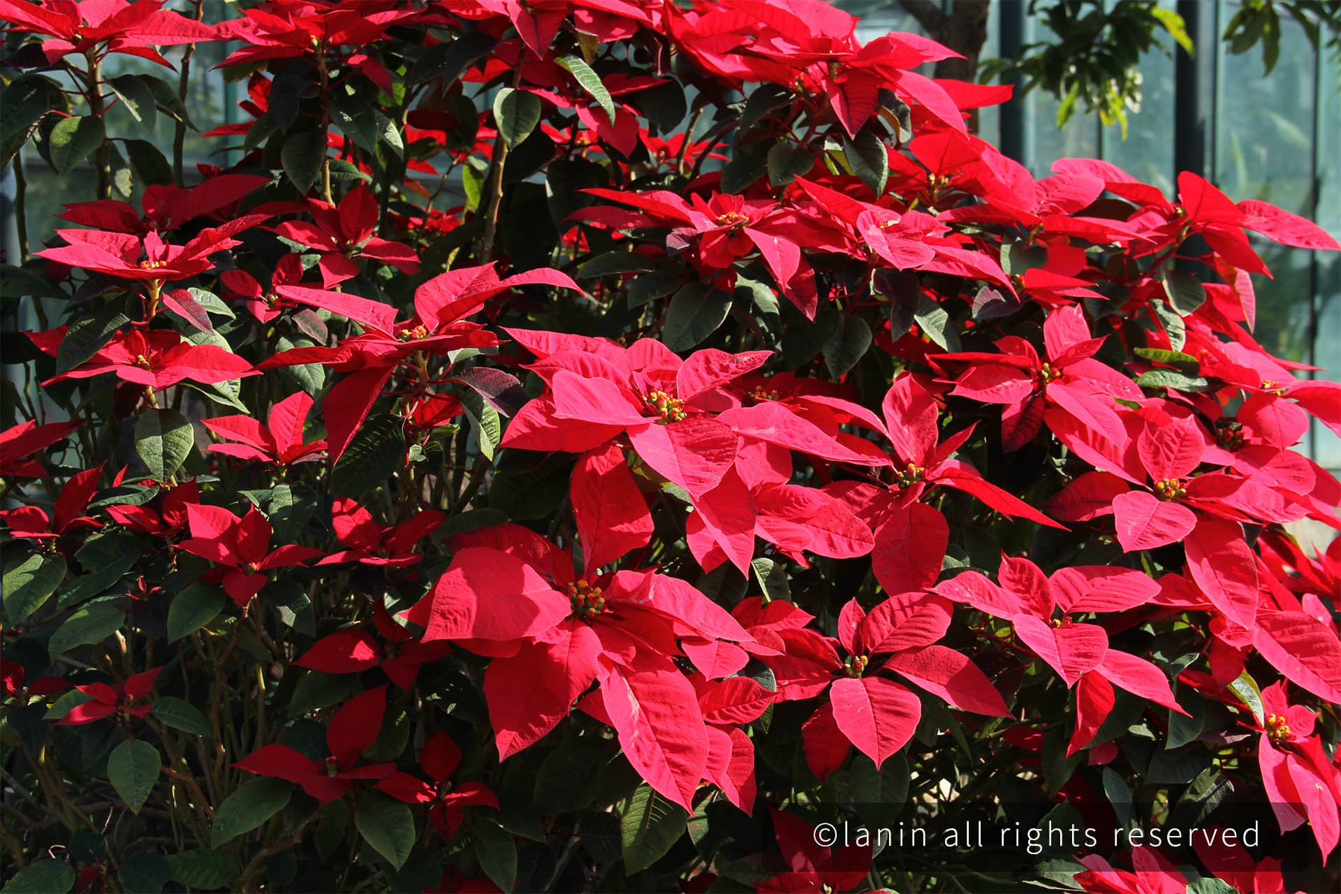 图片[65]-植物园里的植物-趣玩吧-LANIN·BK 兰宁博客