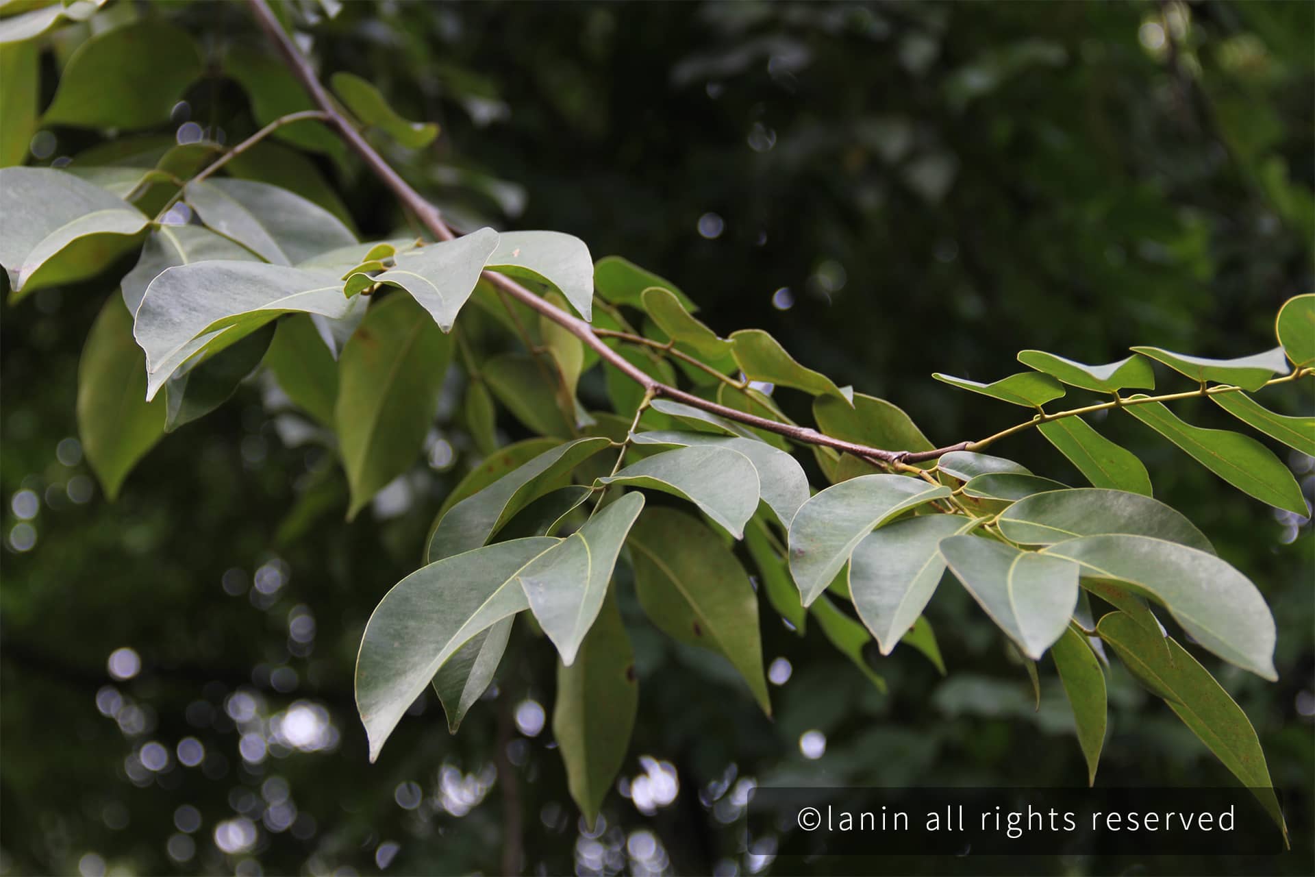 图片[10]-植物园里的植物-趣玩吧-LANIN·BK 兰宁博客