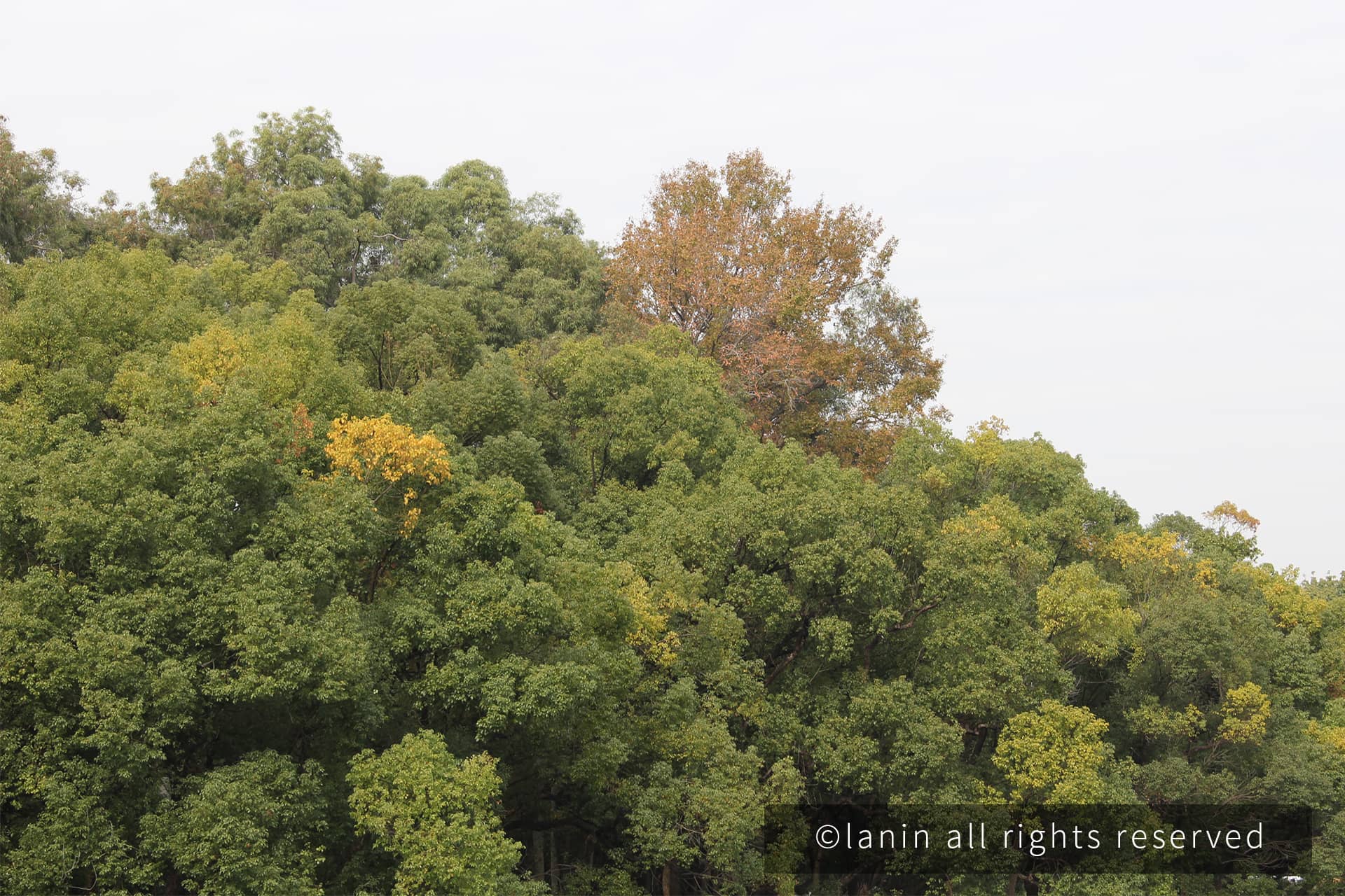 图片[46]-植物园里的植物-趣玩吧-LANIN·BK 兰宁博客