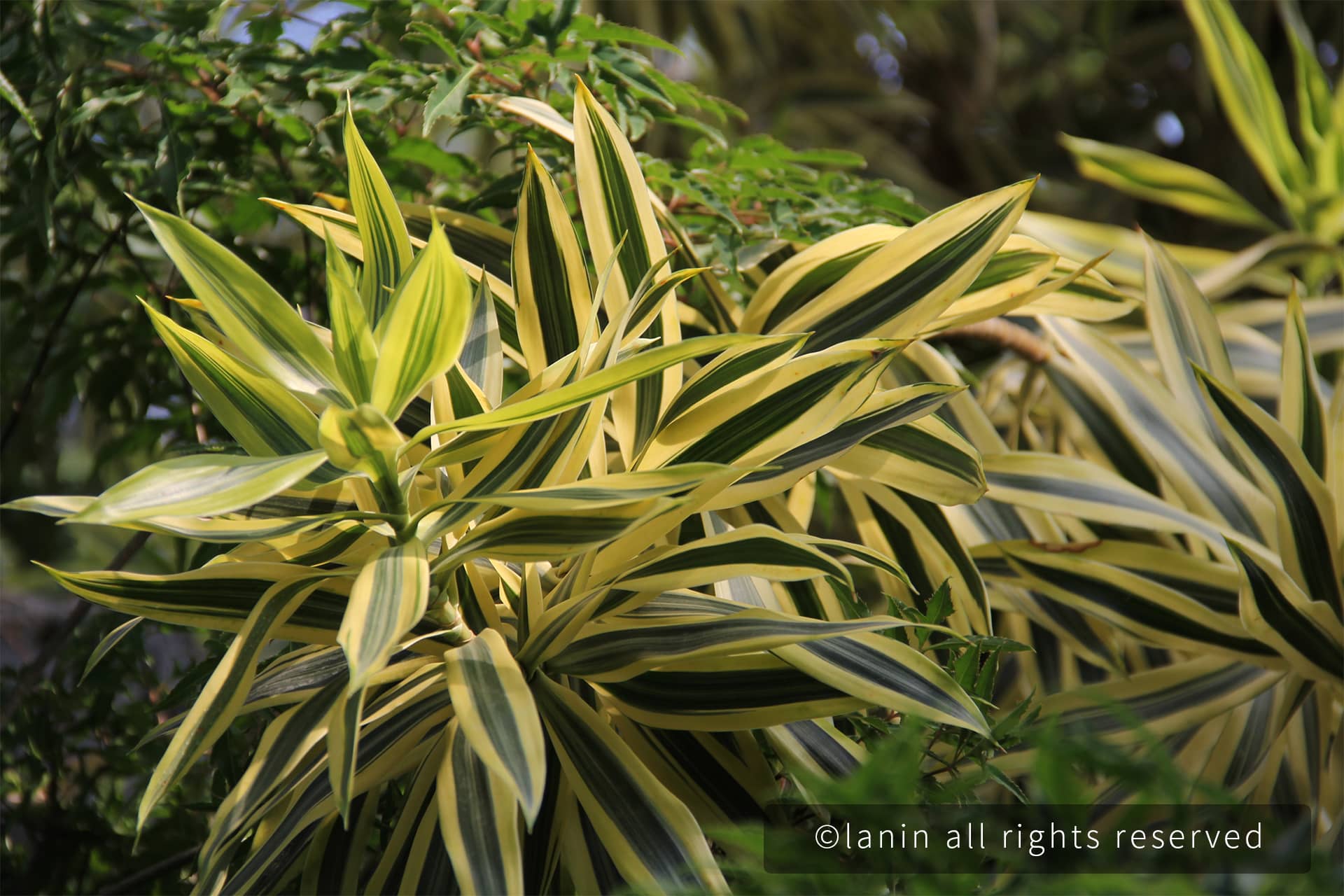 图片[34]-植物园里的植物-趣玩吧-LANIN·BK 兰宁博客