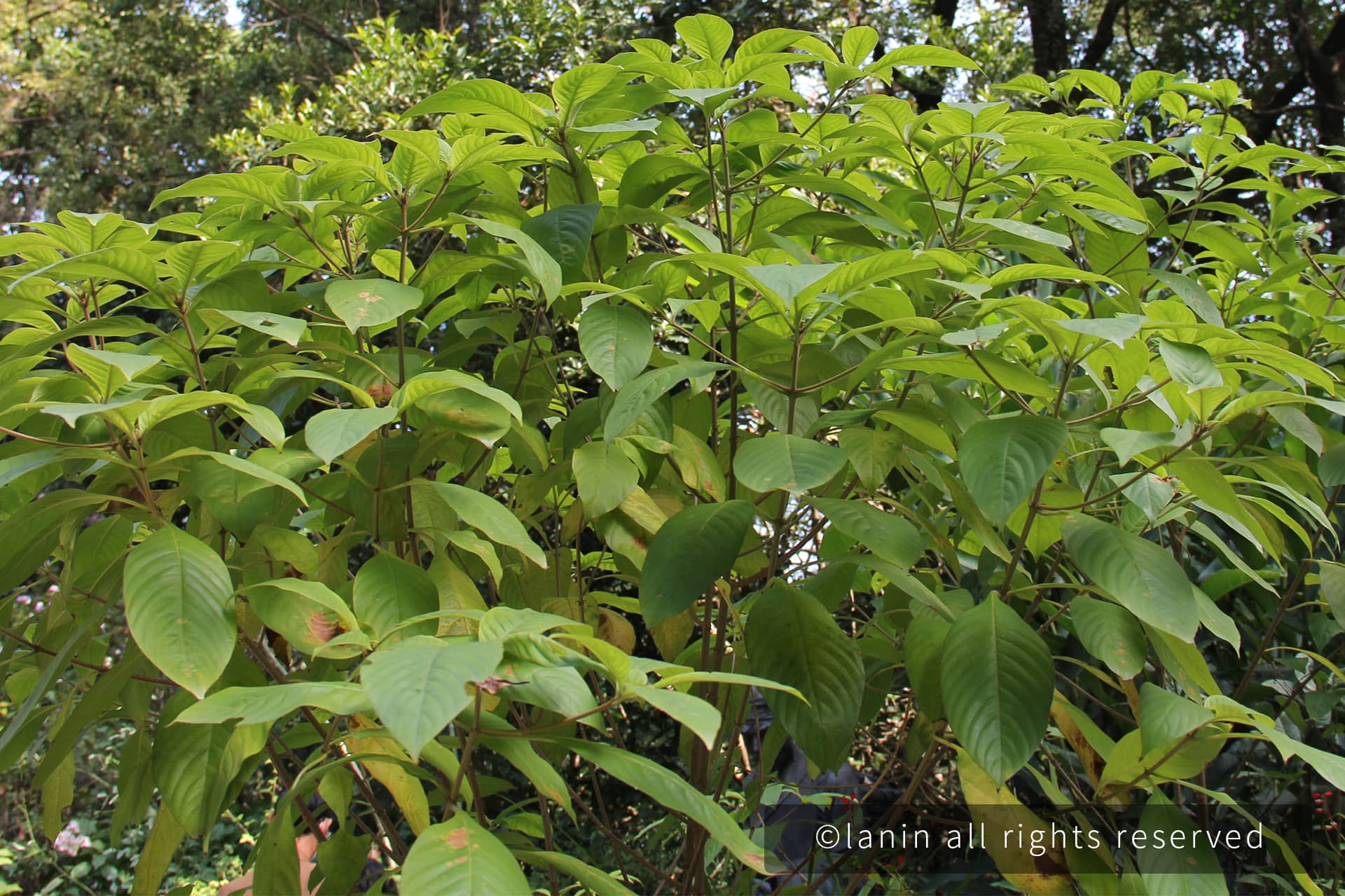 图片[42]-植物园里的植物-趣玩吧-LANIN·BK 兰宁博客