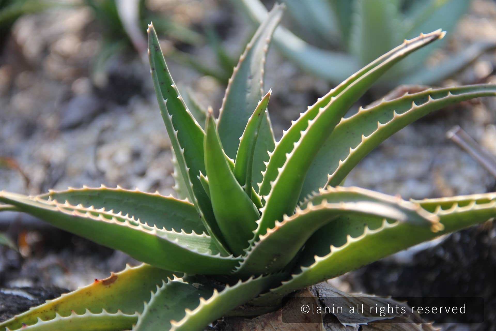 图片[39]-植物园里的植物-趣玩吧-LANIN·BK 兰宁博客