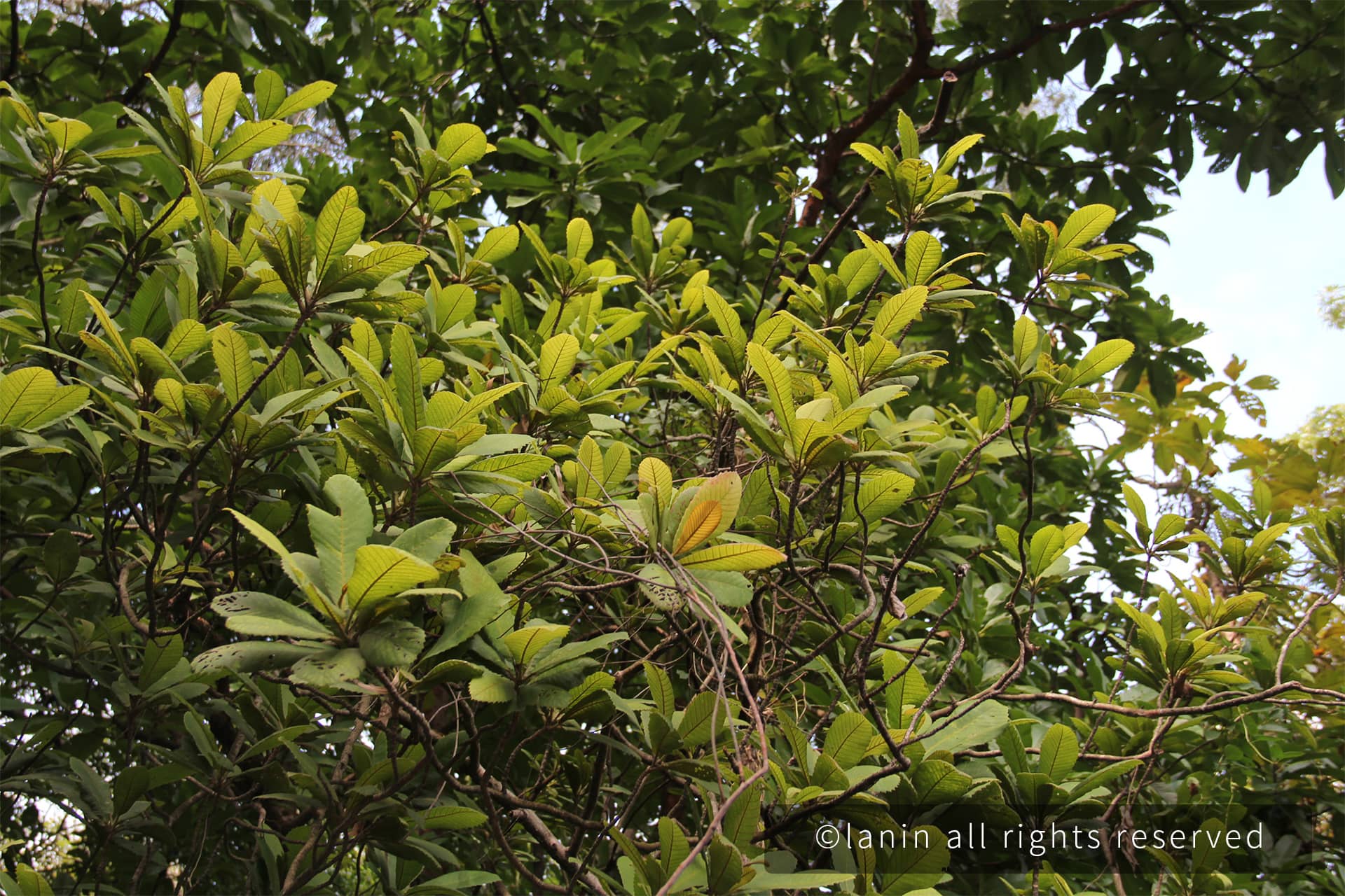 图片[44]-植物园里的植物-趣玩吧-LANIN·BK 兰宁博客