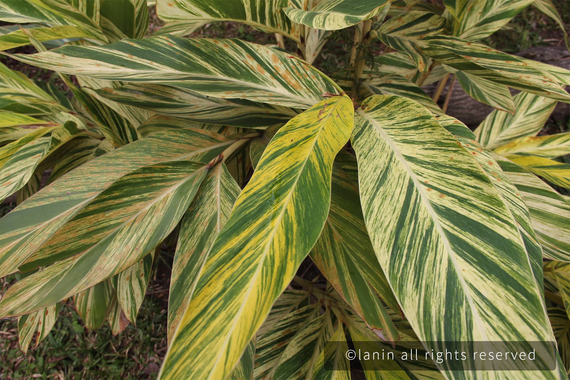 图片[35]-植物园里的植物-趣玩吧-LANIN·BK 兰宁博客