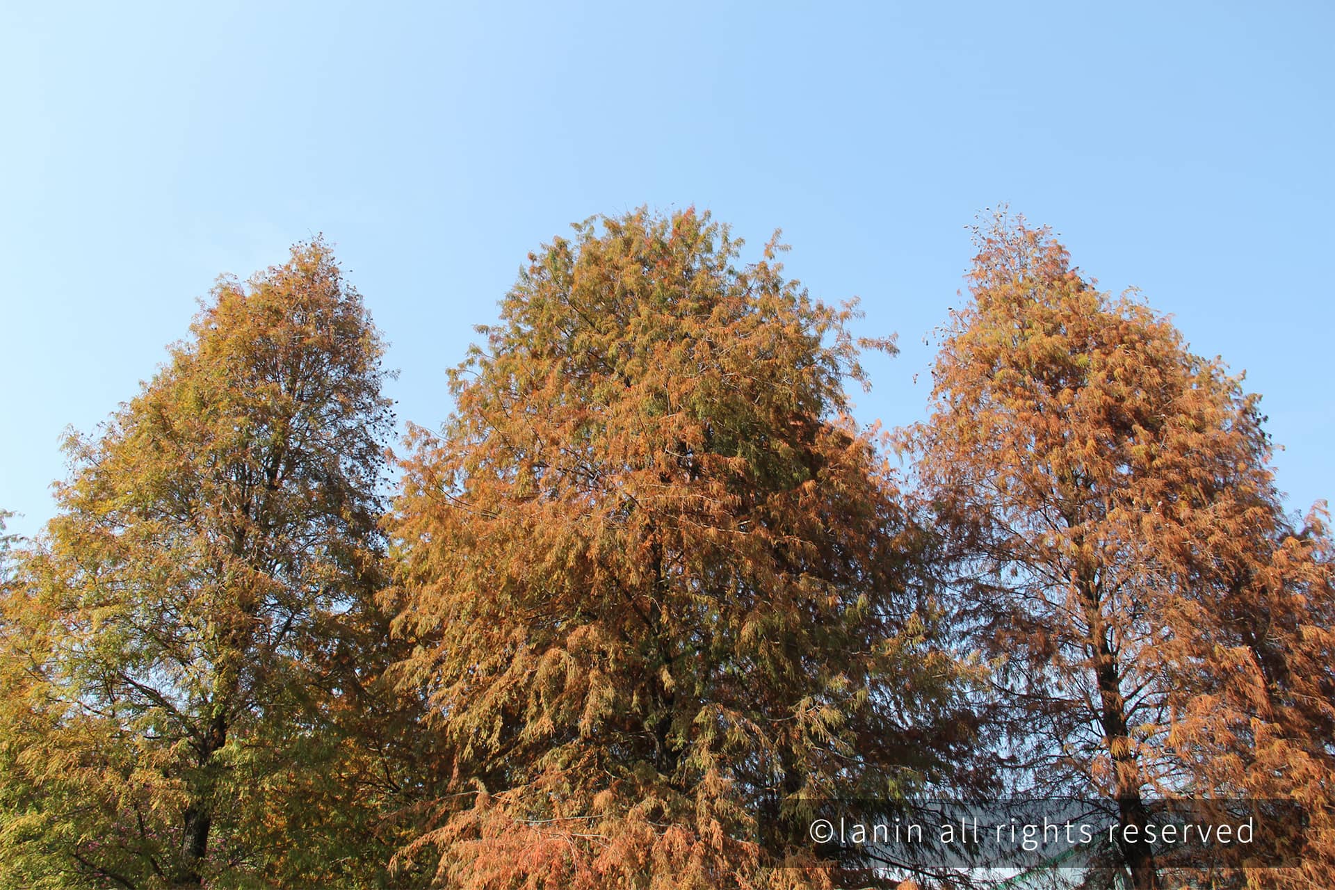 图片[62]-植物园里的植物-趣玩吧-LANIN·BK 兰宁博客