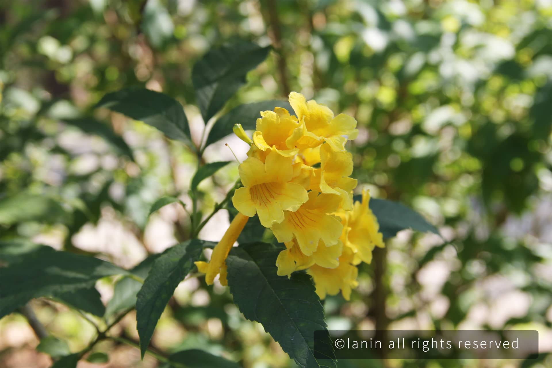图片[15]-植物园里的花卉-趣玩吧-LANIN·BK 兰宁博客