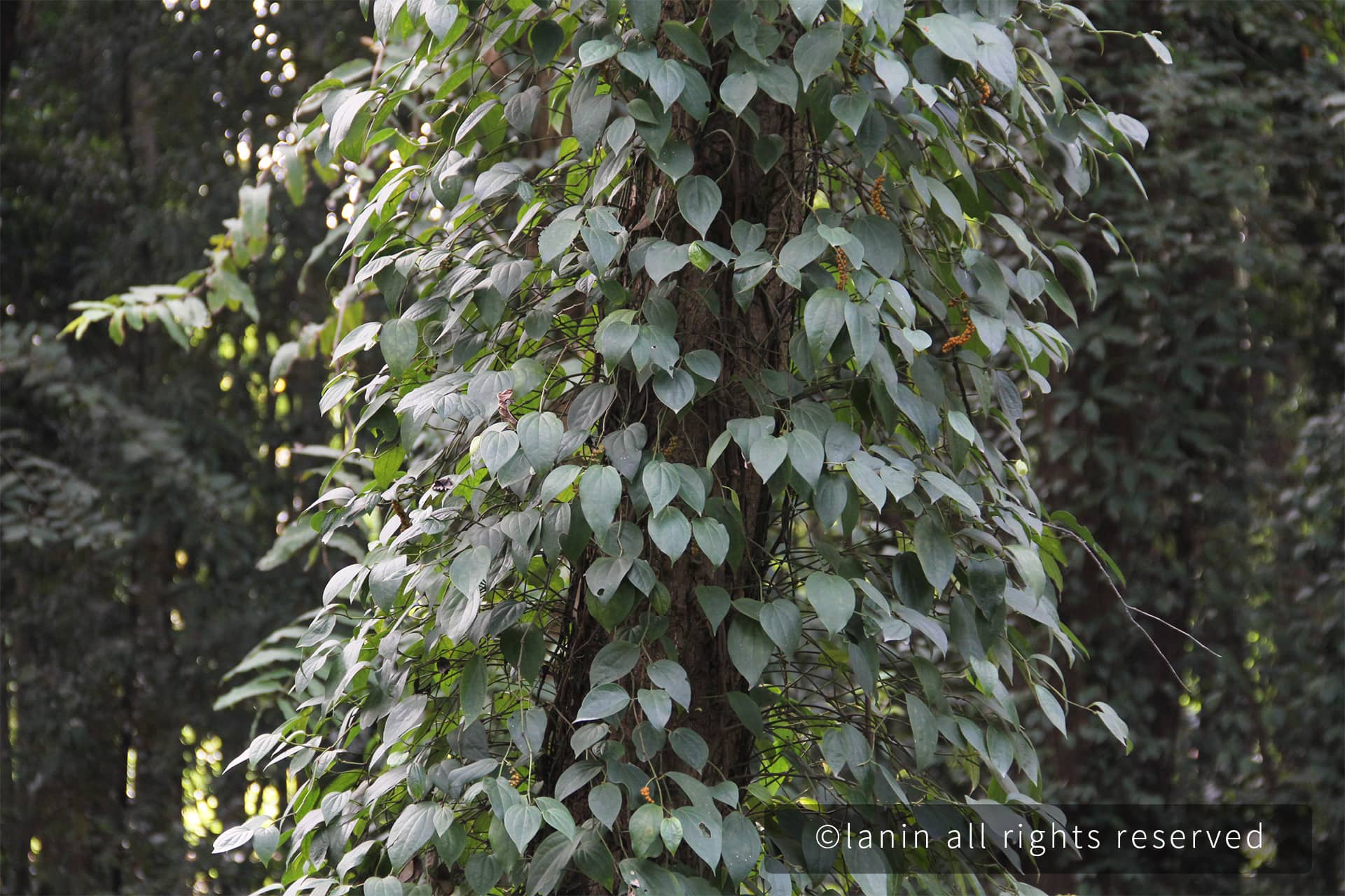 图片[24]-植物园里的植物-趣玩吧-LANIN·BK 兰宁博客