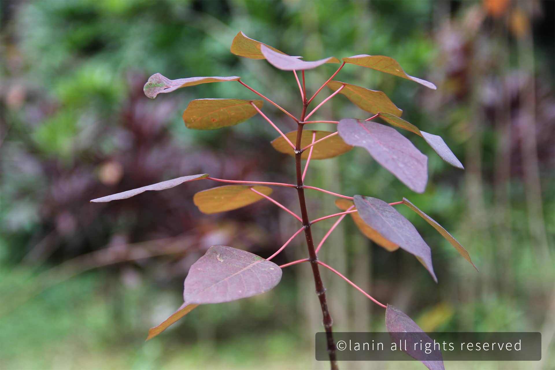 图片[9]-植物园里的植物-趣玩吧-LANIN·BK 兰宁博客