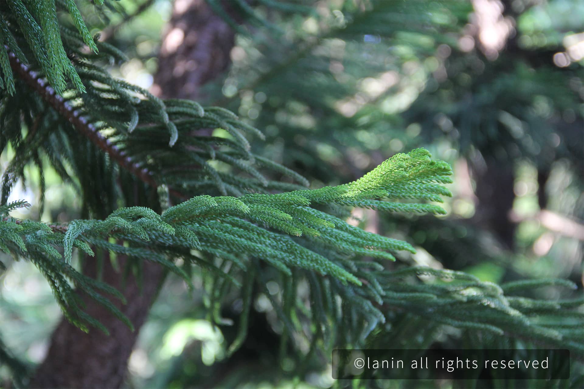 图片[19]-植物园里的植物-趣玩吧-LANIN·BK 兰宁博客
