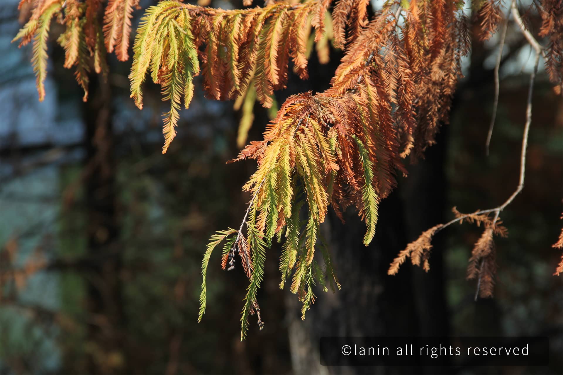 图片[64]-植物园里的植物-趣玩吧-LANIN·BK 兰宁博客