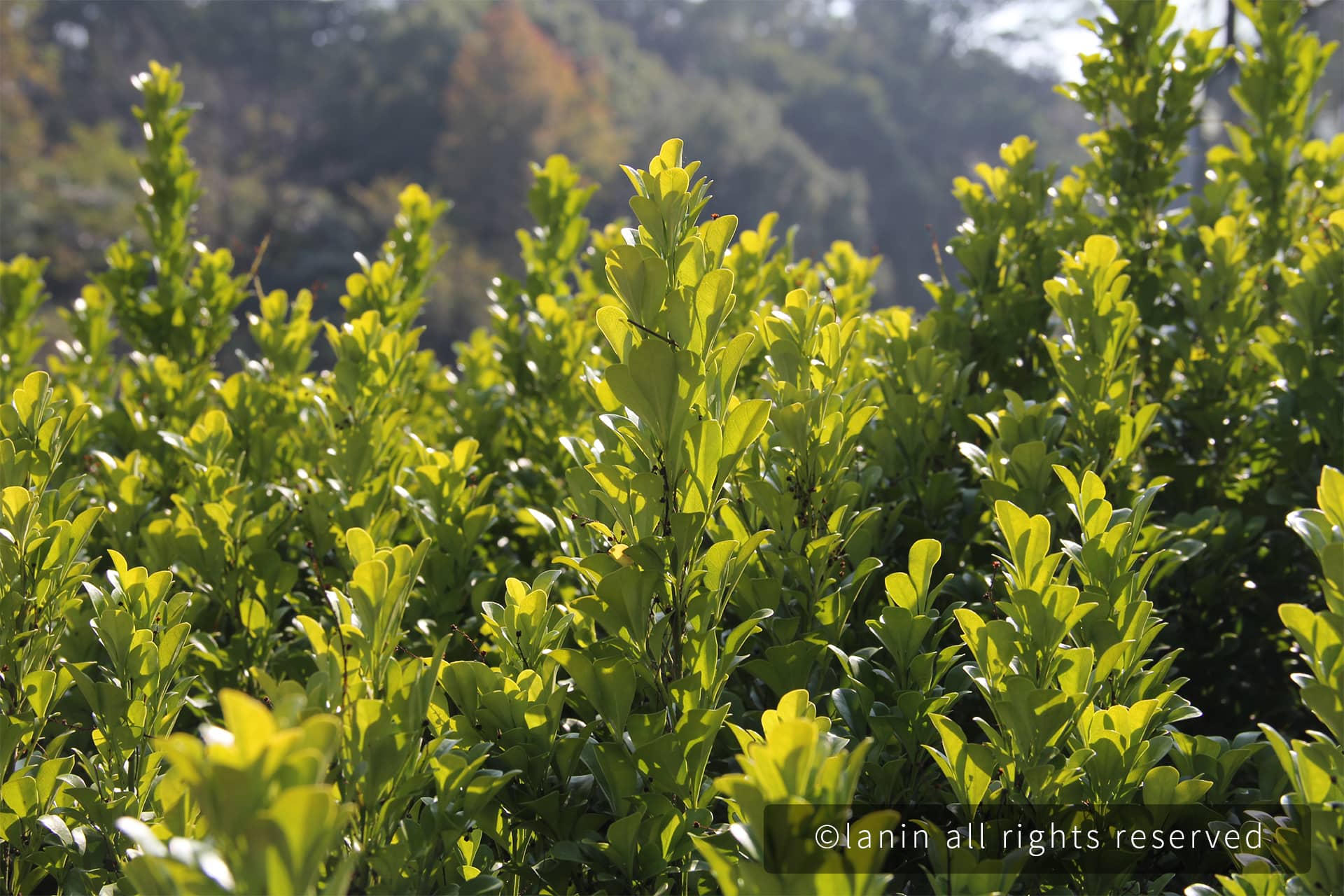 图片[41]-植物园里的植物-趣玩吧-LANIN·BK 兰宁博客