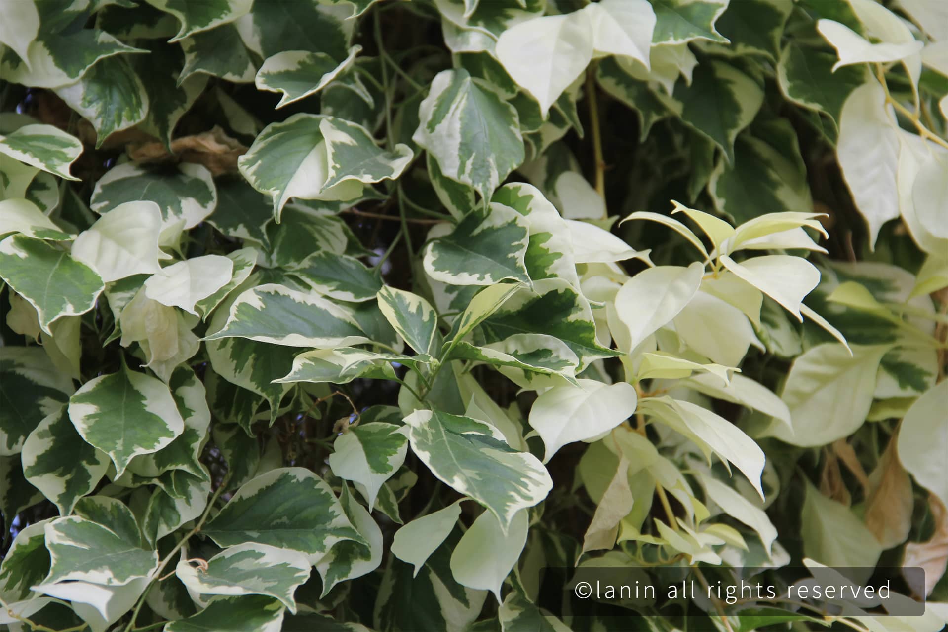 图片[20]-植物园里的植物-趣玩吧-LANIN·BK 兰宁博客