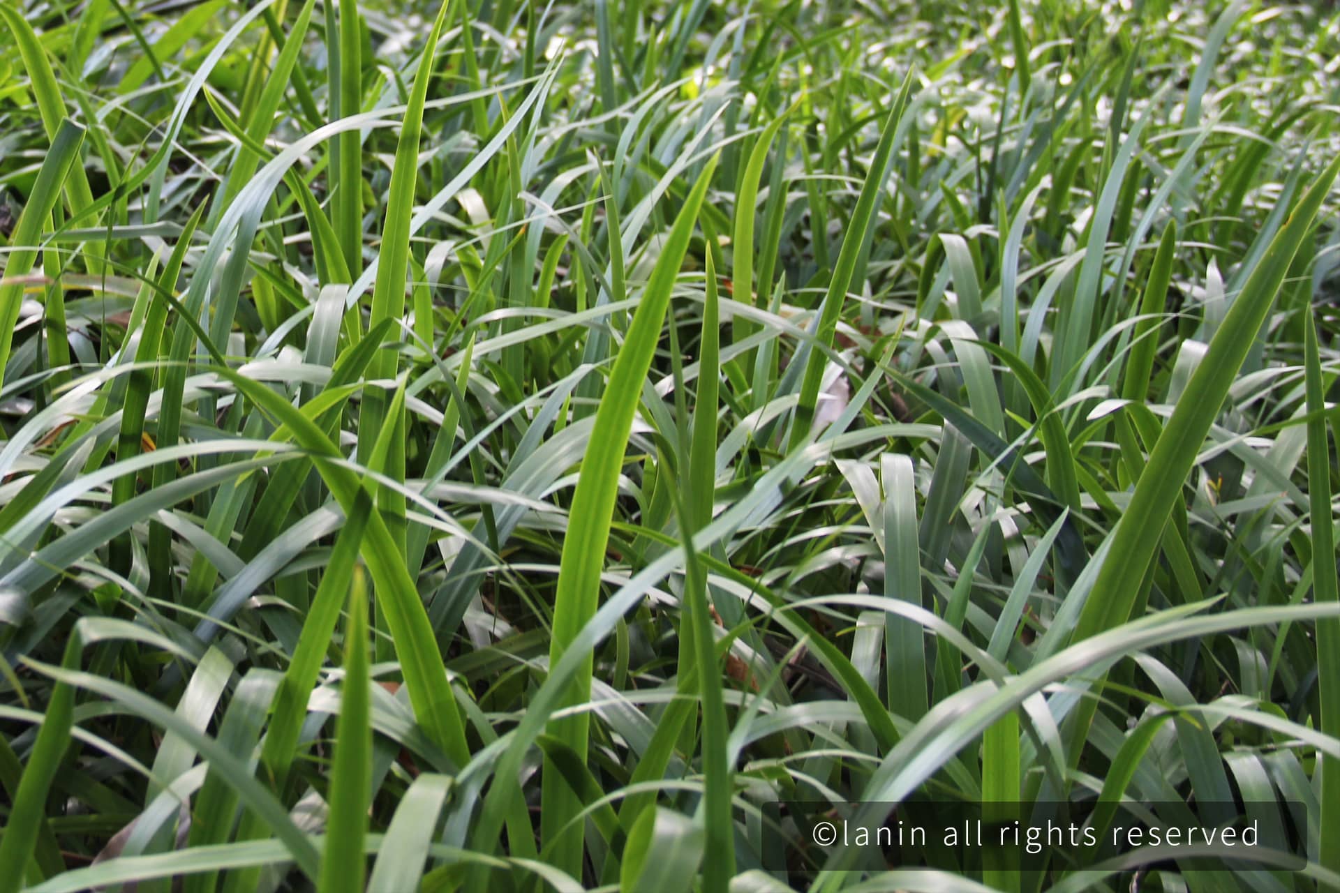 图片[30]-植物园里的植物-趣玩吧-LANIN·BK 兰宁博客