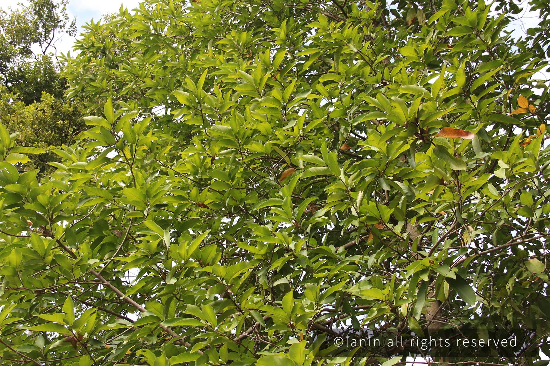 图片[58]-植物园里的植物-趣玩吧-LANIN·BK 兰宁博客