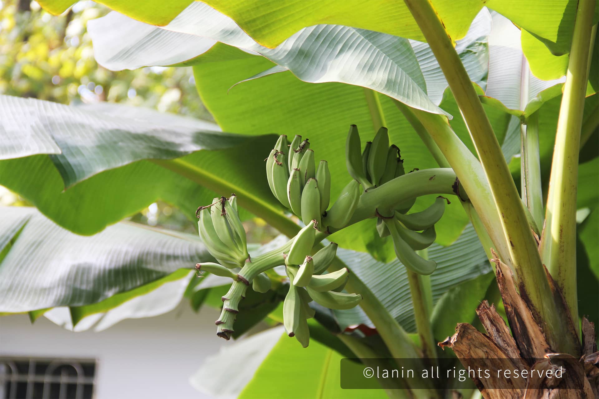 图片[76]-植物园里的植物-趣玩吧-LANIN·BK 兰宁博客