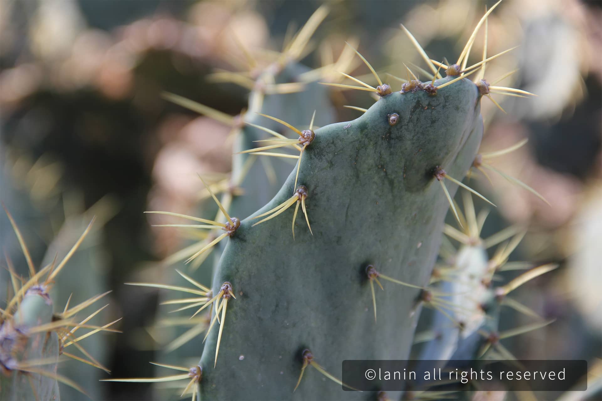 图片[68]-植物园里的植物-趣玩吧-LANIN·BK 兰宁博客