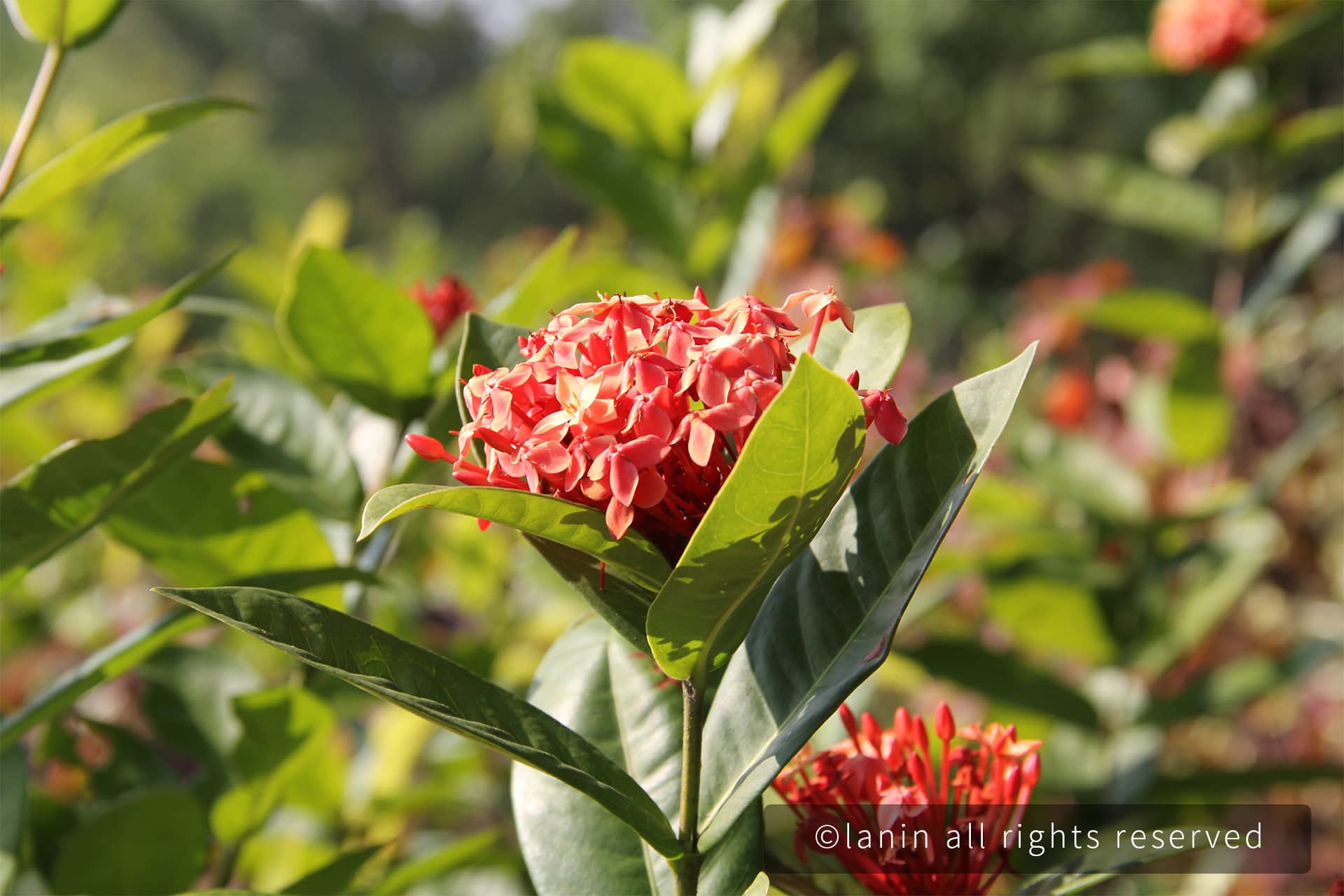 图片[18]-植物园里的花卉-趣玩吧-LANIN·BK 兰宁博客