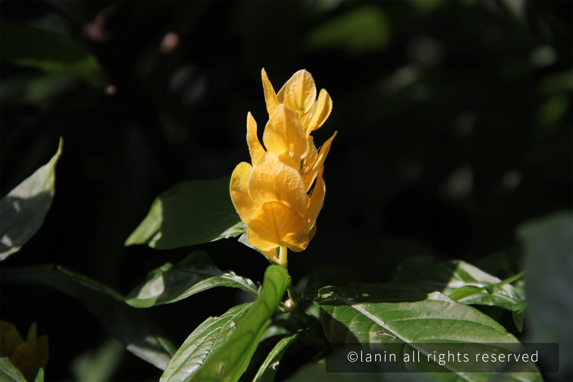图片[6]-植物园里的花卉-趣玩吧-LANIN·BK 兰宁博客